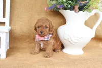 Felix, a male Poodle - Toy  for sale in Conway, AR – 6 of 6