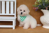 Beau, a male Bichon Frise for sale in Conway, AR – 8 of 8