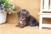 Raven, a female Cavapoo for sale in Conway, AR – 3 of 5