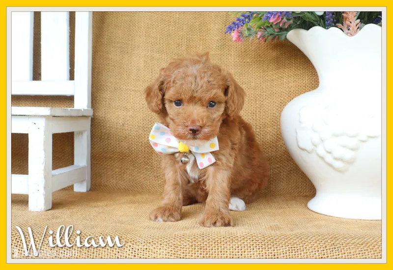 William – Poodle - Toy  puppy for sale in Conway, AR