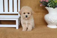 Jasmine, a female Poochon for sale in Conway, AR – 5 of 5