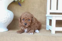 Ryan, a male Poodle - Miniature  for sale in Conway, AR – 4 of 5