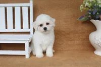 Aurora, a female Bichon Frise for sale in Conway, AR – 2 of 5