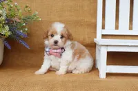 Isaac, a male Cavapoo for sale in Conway, AR – 2 of 5