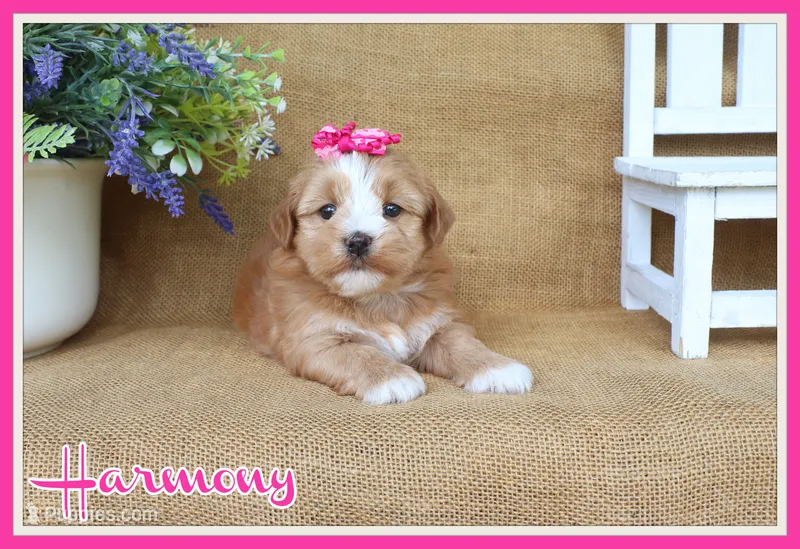 Harmony – Havanese puppy for sale in Conway, AR