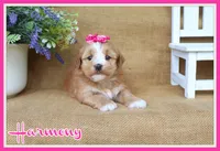 Harmony, a female Havanese for sale in Conway, AR – 1 of 6