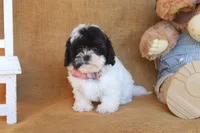 Oscar, a male Cavapoo for sale in Conway, AR – 4 of 5