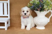 Tucker, a male Cavachon for sale in Conway, AR – 3 of 5