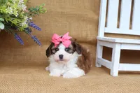 Ivy, a female Cavapoo for sale in Conway, AR – 2 of 5