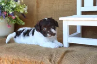 Otis, a male Cavapoo for sale in Conway, AR – 5 of 5