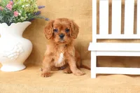 Levi, a male Cavalier King Charles Spaniel for sale in Conway, AR – 5 of 6