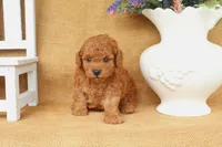 Fletcher, a male Poodle - Toy  for sale in Conway, AR – 3 of 5