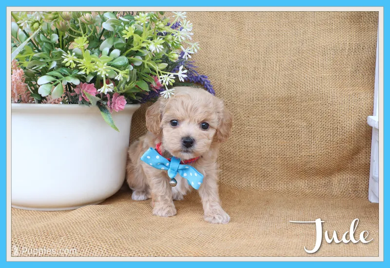 Jude – Poochon puppy on hold in Conway, AR