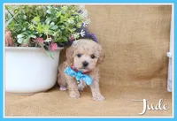 Jude, a male Poochon for sale in Conway, AR – 1 of 5