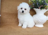 Aiden, a male Bichon Frise for sale in Conway, AR – 6 of 6