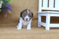 Kate, a female Cavapoo for sale in Conway, AR – 3 of 7