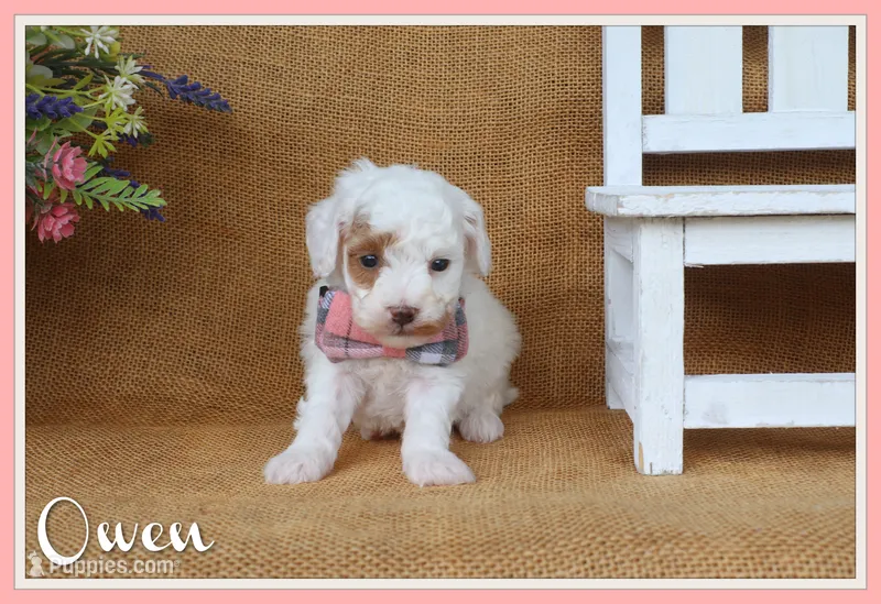 Owen – Poodle - Miniature  puppy for sale in Conway, AR