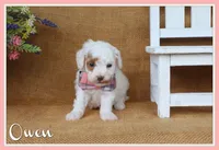 Owen, a male Poodle - Miniature  for sale in Conway, AR – 1 of 6
