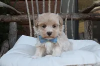 Xavier, a male Maltipoo for sale in Conway, AR – 4 of 8