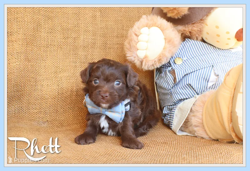Rhett – Yorkipoo puppy for sale in Conway, AR