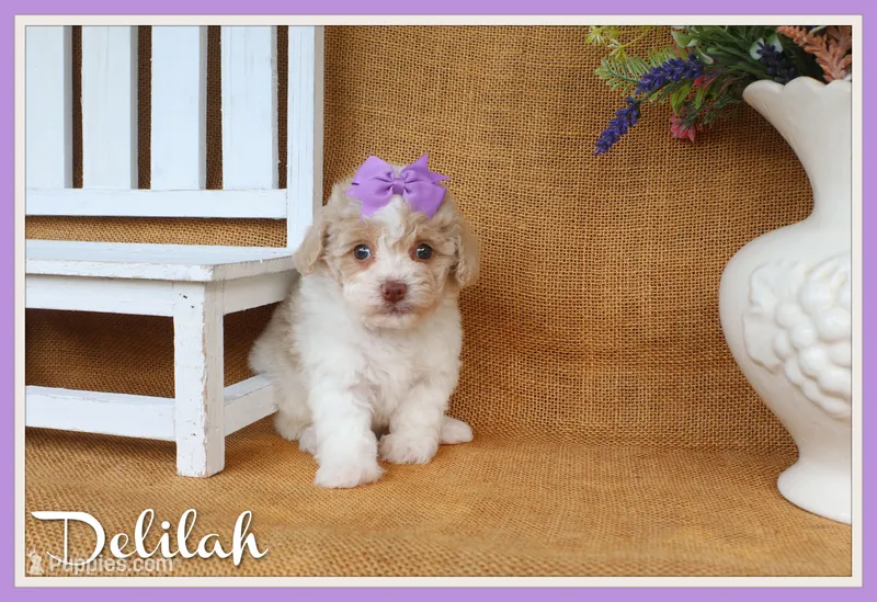 Delilah – Poodle - Toy  puppy for sale in Conway, AR