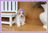 Delilah, a female Poodle - Toy  for sale in Conway, AR – 1 of 4