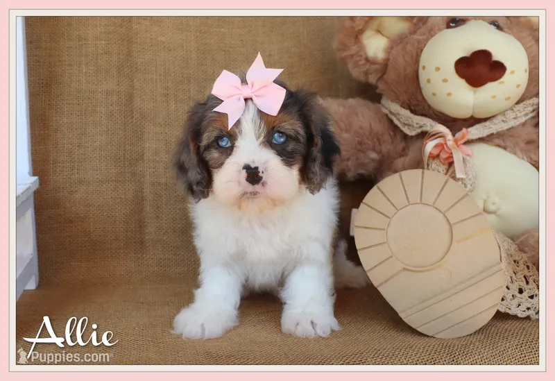 Allie – Cavapoo puppy for sale in Conway, AR