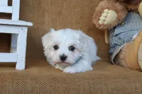 Micah, a male Maltese for sale in Conway, AR – 4 of 7