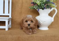 Connor, a male Havapoo for sale in Conway, AR – 2 of 4