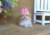 Oakley, a female Cavapoo for sale in Conway, AR – 4 of 5