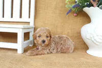 Charlie, a male Poodle - Toy  for sale in Conway, AR – 3 of 5