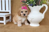 Tessa, a female Cavachon for sale in Conway, AR – 5 of 5