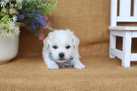 Aiden, a male Bichon Frise for sale in Conway, AR – 7 of 7