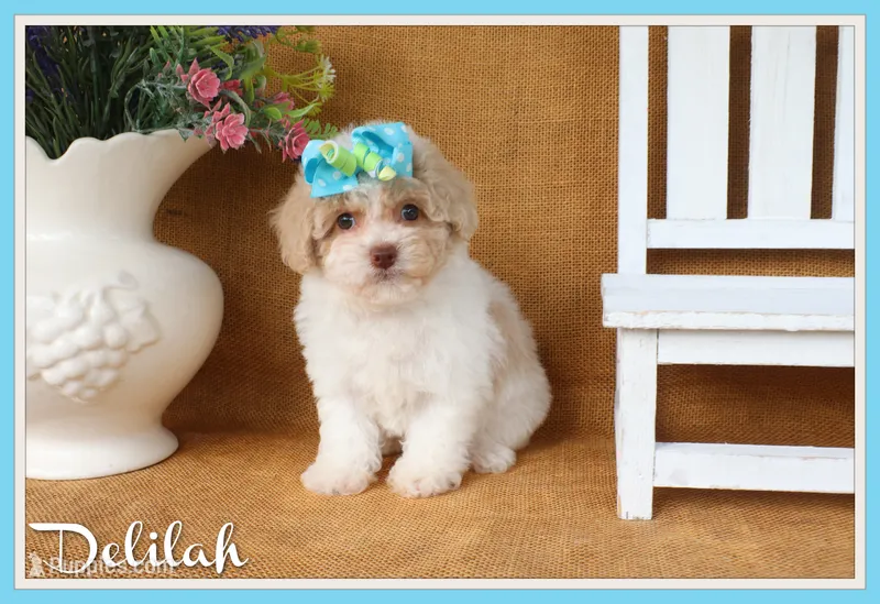 Delilah – Poodle - Toy  puppy for sale in Conway, AR