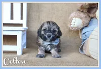 Colton, a male Cockapoo for sale in Conway, AR – 1 of 4