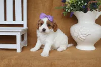 Bailey, a female Cavapoo for sale in Conway, AR – 2 of 4