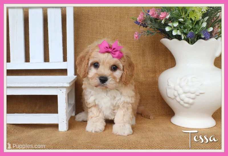 Tessa – Cavachon puppy for sale in Conway, AR