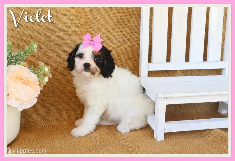 Violet – Cavapoo puppy for sale in Conway, AR