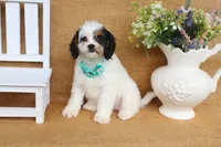 Violet, a female Cavapoo for sale in Conway, AR – 4 of 5
