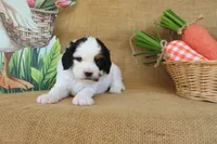 Violet, a female Cavapoo for sale in Conway, AR – Photo 3 of 5