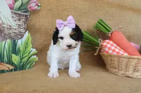 Violet, a female Cavapoo for sale in Conway, AR – Photo 5 of 5