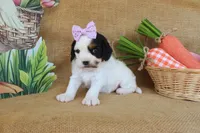 Violet, a female Cavapoo for sale in Conway, AR – Photo 4 of 5