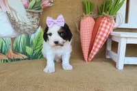 Violet, a female Cavapoo for sale in Conway, AR – Photo 2 of 5