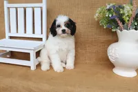 Violet, a female Cavapoo for sale in Conway, AR – 3 of 5