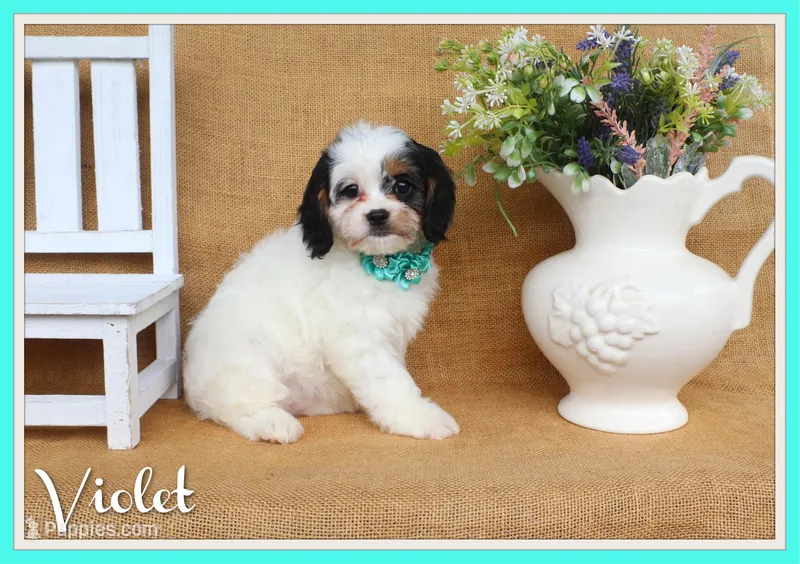 Violet – Cavapoo puppy for sale in Conway, AR