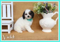 Violet, a female Cavapoo for sale in Conway, AR – 1 of 5