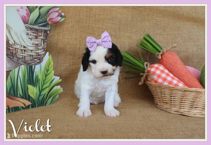 Violet – Cavapoo puppy for sale in Conway, AR
