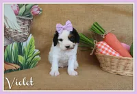Violet, a female Cavapoo for sale in Conway, AR – Photo 1 of 5
