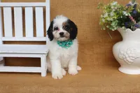 Violet, a female Cavapoo for sale in Conway, AR – 5 of 5
