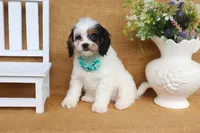 Violet, a female Cavapoo for sale in Conway, AR – 2 of 5